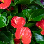 Anthurium Plant Position: The Secret to a Flourishing Bloom