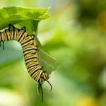 Beat the Bugs: Pet Friendly Natural Caterpillar Pest Spray