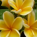 Solving the Mystery: White Spots on Your Frangipani