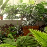 How to Create a Mini Indoor Jungle: Tips for Home Decorators and Plant Lovers