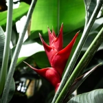 Journey into the Jungle: Using Heliconias, Gingers, and Cannas in Screening Plants