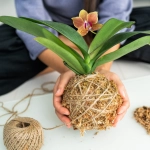 DIY Inspiration Thursday: Creating Your Own Kokedama – Japanese Moss Balls