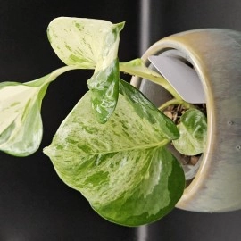 Manjula Pothos 