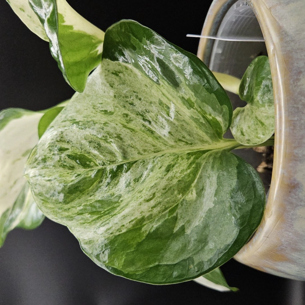 Manjula Pothos 