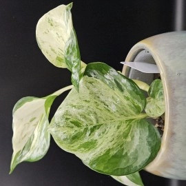 Manjula Pothos 