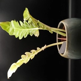 Philodendron Golden Tiger Tooth 