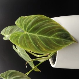 Philodendron Splendid 