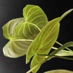 Philodendron Splendid 