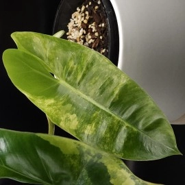 Philodendron Burle Marx Variegata 