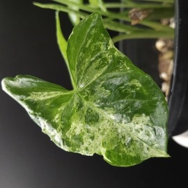 Syngonium Mojito 