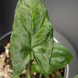 Syngonium Mojito 