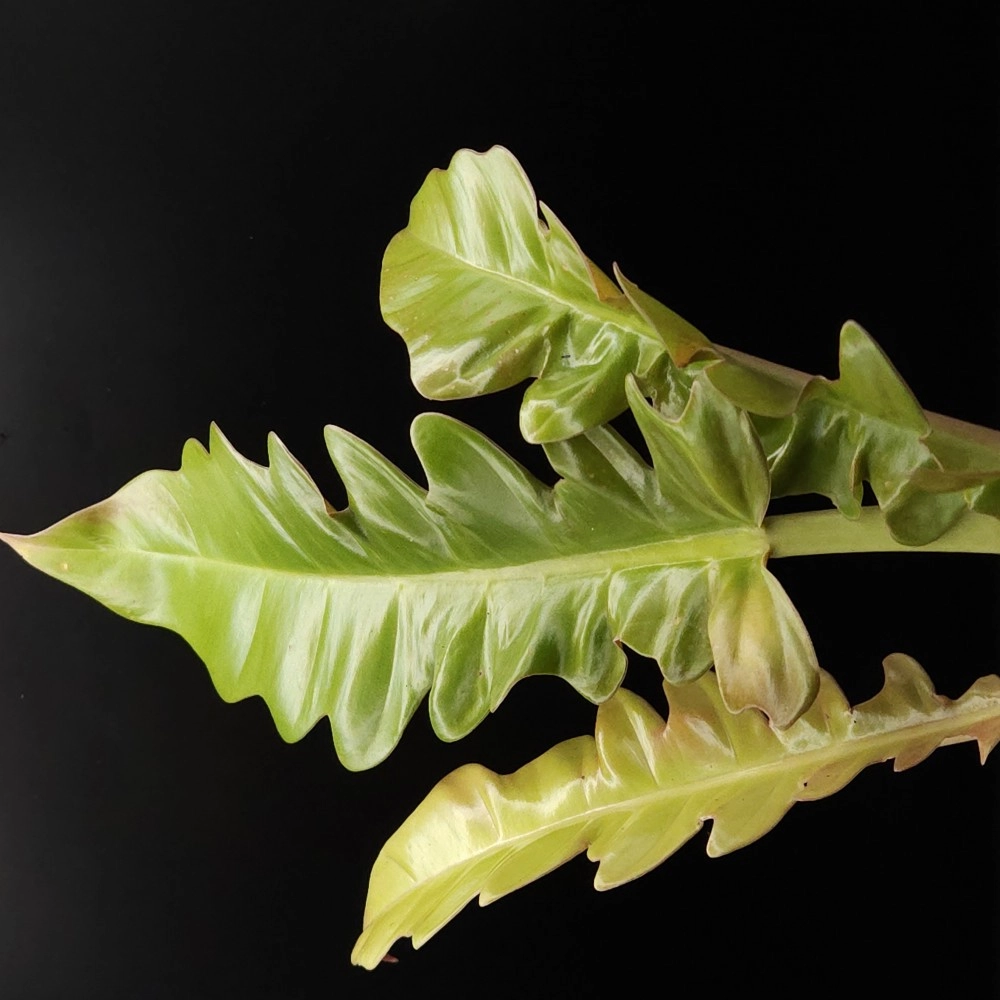 Philodendron Golden Tiger Tooth 