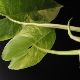 Philodendron Burle Marx Variegata 