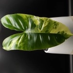 Philodendron Burle Marx Variegata 