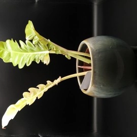 Philodendron Golden Tiger Tooth 