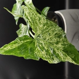 Syngonium Mojito 