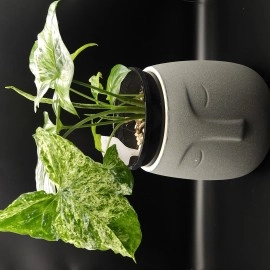 Syngonium Mojito 