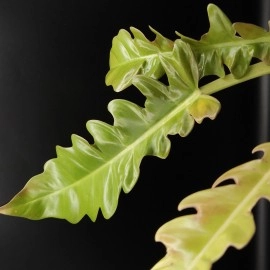 Philodendron Golden Tiger Tooth 