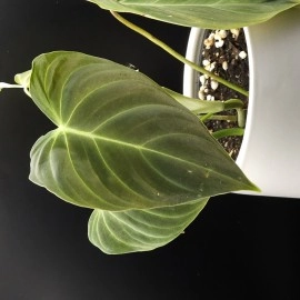 Philodendron Splendid 