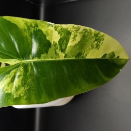 Philodendron Burle Marx Variegata 