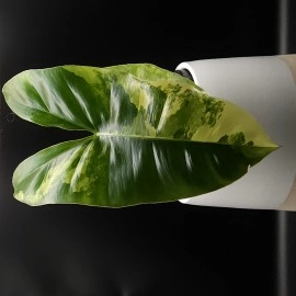 Philodendron Burle Marx Variegata 