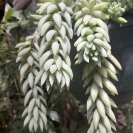 Giant Burros Tail - Sedeveria Harry Butterfield - Super Donkeys Tail