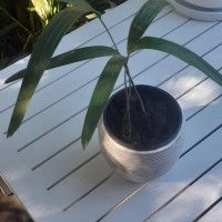 Foxtail Palm Seedlings x 3 - Wodyetia bifurcata