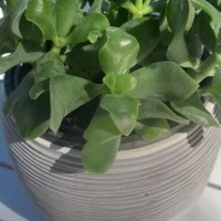 Crassula Undulatifolia - Ripple Jade Plant