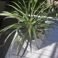 Rare Non Variegated Spider Plant - Green Spider Plant - Chlorophytum comosum