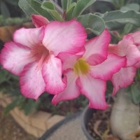 Desert Rose - Adenium Obesum - Pink - Sale