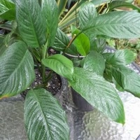 Peace Lily Plants - Spathiphyllum
