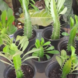 Euphorbia Trigona, African Milk Tree, Cathedral Cactus Cuttings