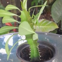 Euphorbia Trigona, African Milk Tree, Cathedral Cactus Cuttings