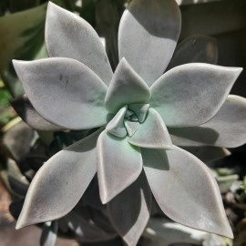 Ghost Plant - Graptopetalum Paraguayense - Sedum Weinbergii - Pearl Plant - Cutting