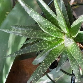 Spotted Aloe 