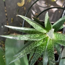 Spotted Aloe 