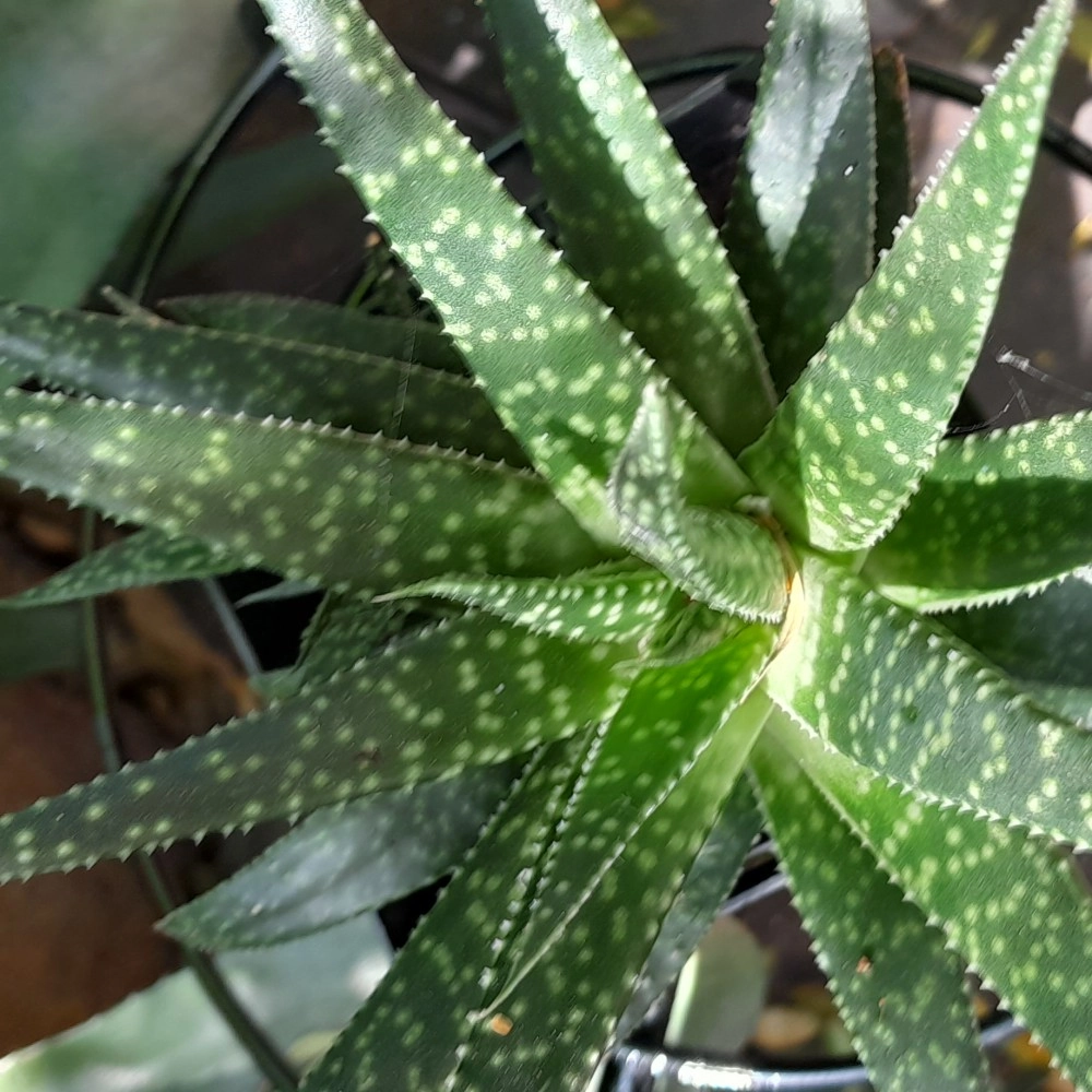 Spotted Aloe 