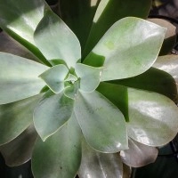 Graptoveria Fred Ives - Large Succulent