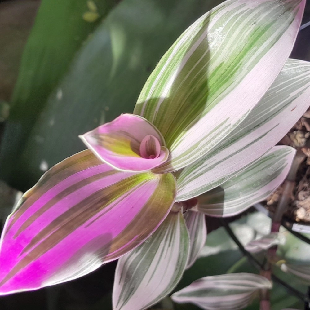 Tradescantia Blossfeldiana Lilac Nanouk Bubble Gum