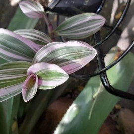 Tradescantia Blossfeldiana Lilac Nanouk Bubble Gum