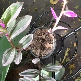 Tradescantia Blossfeldiana Lilac Nanouk Bubble Gum