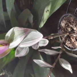 Tradescantia Blossfeldiana Lilac Nanouk Bubble Gum