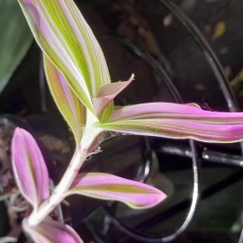 Tradescantia Blossfeldiana Lilac Nanouk Bubble Gum