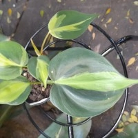 Philodendron Brasil