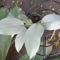 Philodendron Silver Sword - Philodendron Frost - Silver Mist Philodendron