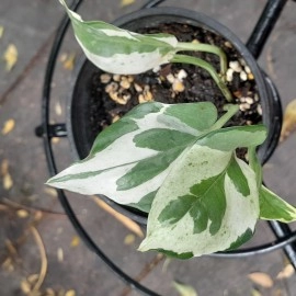 Epipremnum Snow Queen - Pothos Plant