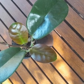 Hoya Australis Rooted Cutting