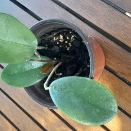 Hoya Australis Rooted Cutting