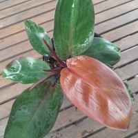 Philodendron Prince  of Orange