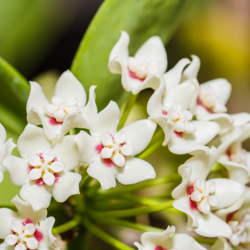 Hoya Australis Rooted Cutting